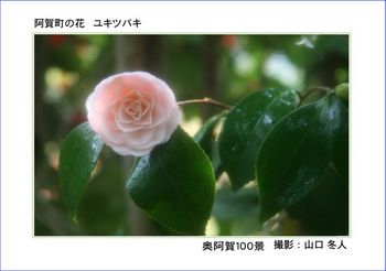 0038阿賀町の花　　ユキツバキ.jpg