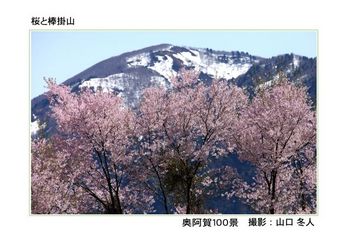 0044桜と棒掛山.jpg