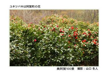 0102ユキツバキは阿賀町の花.jpg