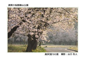 042満開の桜　麒麟山公園.jpg