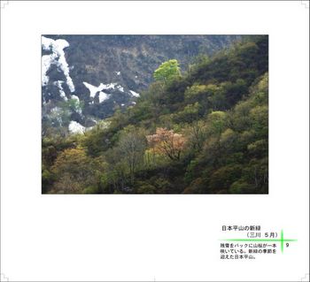 09日本平山の新緑.jpg
