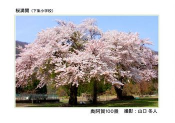 桜満開　下条小学校.jpg